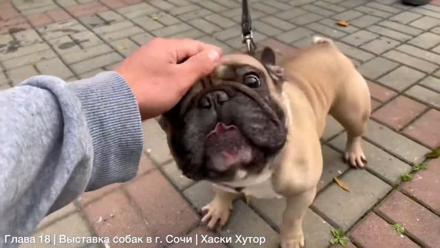 Глава 18 | Выставка собак в Сочи смотреть онлайн