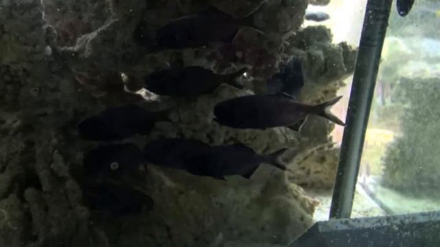 Facts: The Flashlight Fish
