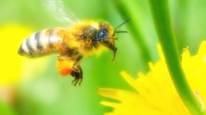 Туш табирлари - Тушда ари куриш