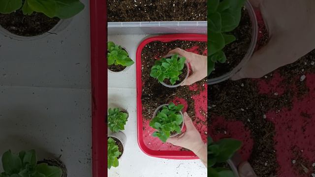 Иркутск, готовлю для тебя саженцы петунии смотреть онлайн