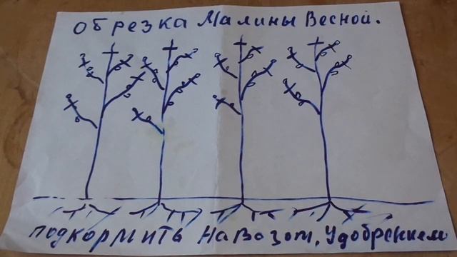 Как Обрезать Малину весной. Пошаговая   инструкция!