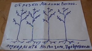 Как Обрезать Малину весной. Пошаговая   инструкция!