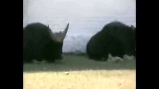 буйвол-бык смотреть онлайн