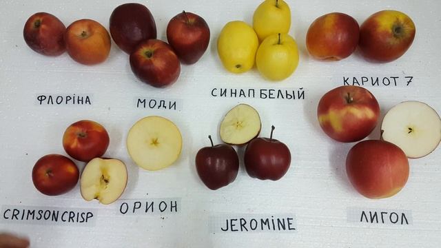 Обзор сортов CRIMSON CRISP / ORION / JEROMINE