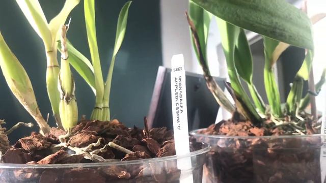 Iwanagaara Appleblossom смотреть онлайн