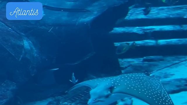 ТАИНСТВЕННЫЙ ВОДНЫЙ МИР ТИШИНЫ И ПОКОЯ. ОТЕЛЬ «ATLANTIS THE PALM, DUBAI смотреть онлайн
