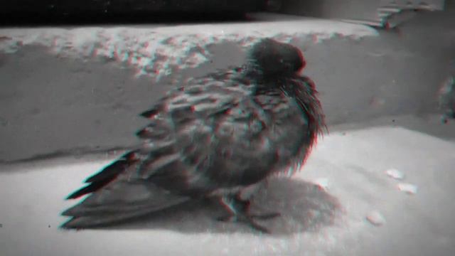 Птица сидит смотреть онлайн