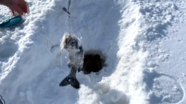 Тест жерлицы/ FISHKA от Петрова/ только минусы