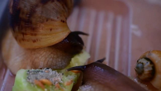 Улитки ахатины фулика. 3 месяца смотреть онлайн