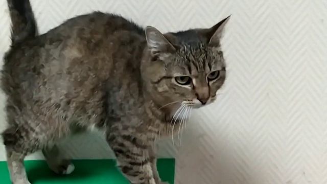 Они ищут дом🏡 смотреть онлайн