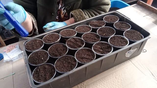 Сажаем огурцы быстро и просто смотреть онлайн