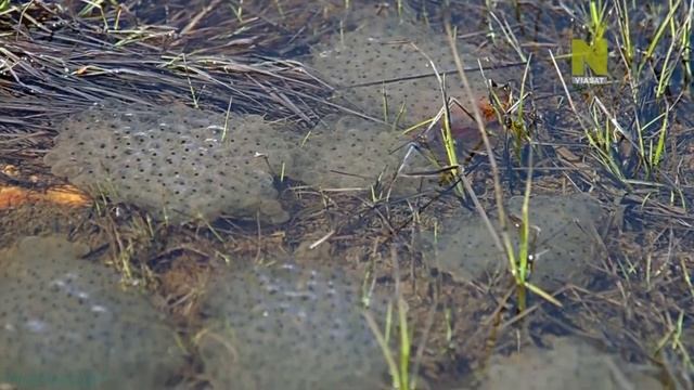 Дикая природа Швейцарии: Вода и Лёд (3) смотреть онлайн