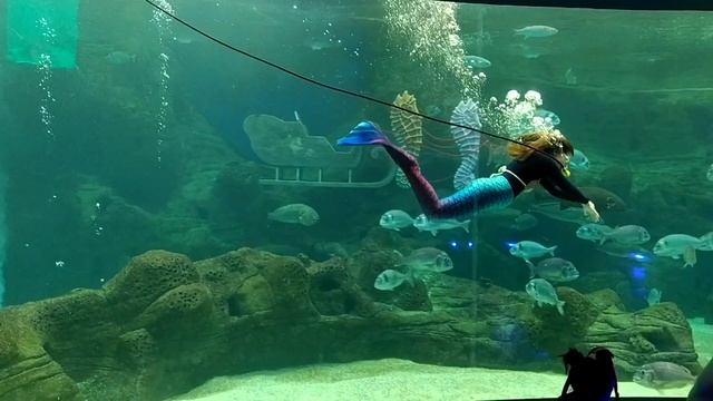 Mermaid at Cretaquarium смотреть онлайн
