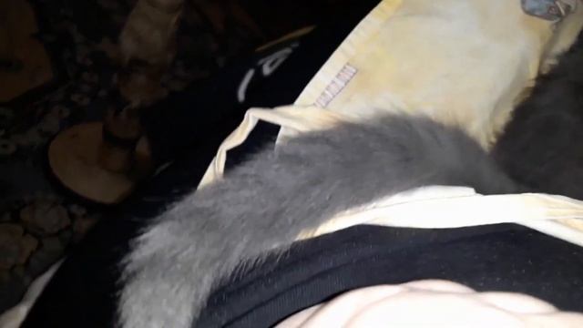 Как сделать котика ручным / Игрушка для котенка / КОШКИН ДОМ смотреть онлайн