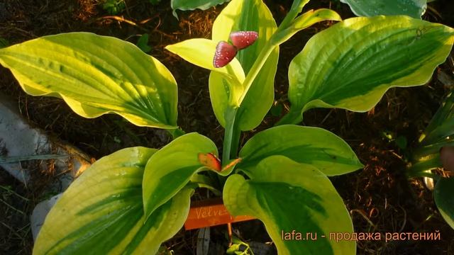 Хоста гибридная Велвет Мун (hosta velvet moon) ? обзор: как сажать, луковицы хосты Велвет Мун смотреть онлайн