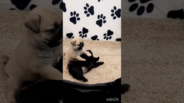 щенки мопса .д.р.04.07 2023г. смотреть онлайн