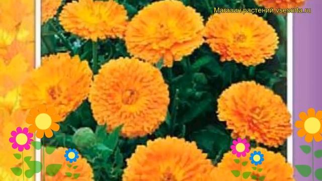 Календула низкорослая Фиеста оранжевая. Краткий обзор calendula officinalis Fiesta oranzhevaya смотреть онлайн