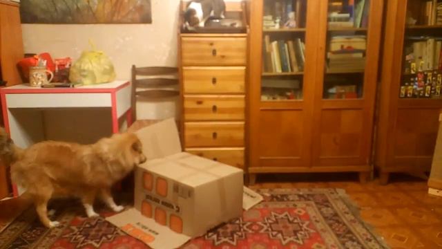 Домик для бенгала - 2