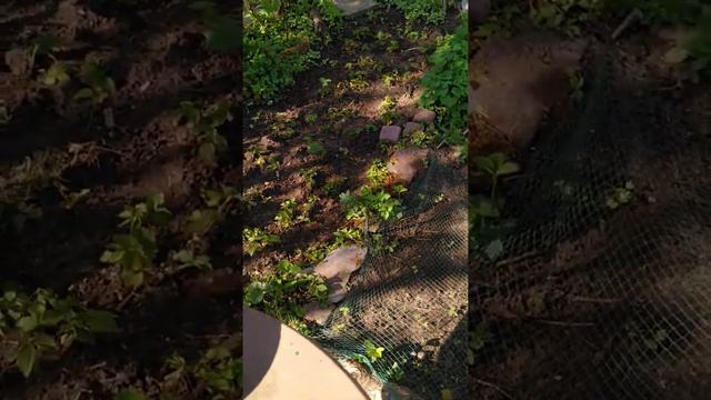 Een rondje door de Omslagtuin смотреть онлайн