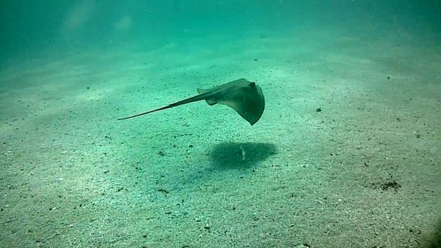 Черное море. Поповка. Скат - Хвостокол. смотреть онлайн