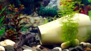 Размножение Аксолотлей, как это происходит | Exo Home.