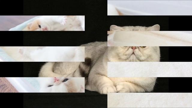 Экзот, или экзотическая короткошерстная кошка (Exotic Shorthair Cat) породы кошек( Slide Show)!