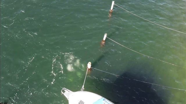 Scuba diving for a cleaner ocean with Makdiver, - 35 lbs of cans in 1 hour!!!! смотреть онлайн