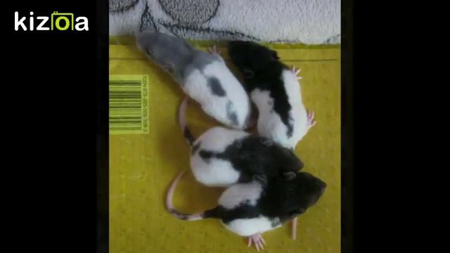 Рост и развитие декоративных крыс Домашние крысы Декоративная крыса Крысы видео @JessLifePets смотреть онлайн