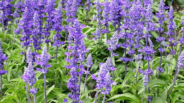 Травяной чай смотреть онлайн