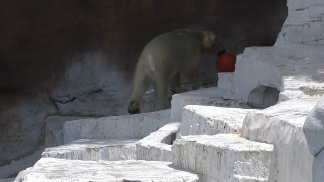 飼育員さんありがとう💗ホウちゃんに、肉入りオレンジボール【天王寺動物園】 смотреть онлайн