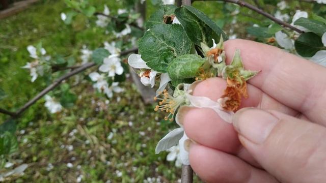Почему на цветах яблони коричневые цветы?Яблонный цветоед. смотреть онлайн