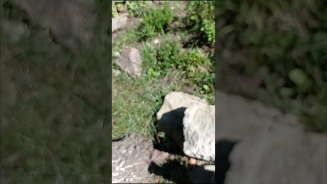 Жаркий август.☀️Что вяжу и что цветёт в саду.🏡🌸🌹20.08.23г. смотреть онлайн