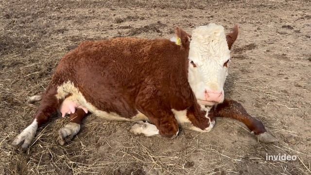 Боронит пастбище и выгон телят #герефорд #ферма #борона #трактор #тракторист #уборка #хозяйство #кф смотреть онлайн