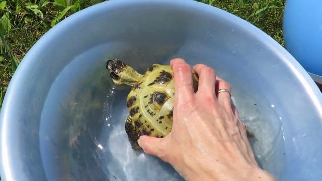 Все свинки дома, Пашка с нами и миллион котов смотреть онлайн