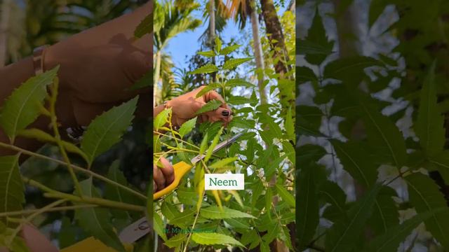 Homemade Herbal Shampoo #naturalshampoo #herbalshampoo #homemadeshampoo #haircare смотреть онлайн