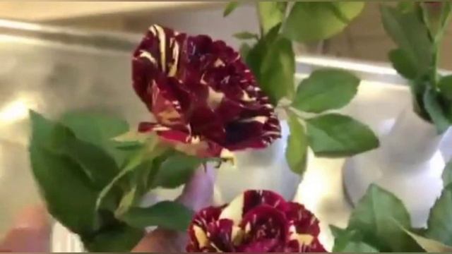 Very exotic roses, Purple tiger roses. смотреть онлайн