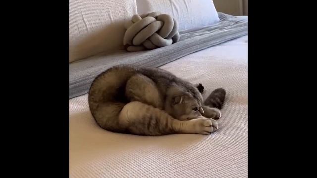 Приколы с котами! Смешные коты! - СОЗВУЧКОЙ! Самые Смешные животные! смотреть онлайн