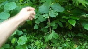 Когда начинает плодоносить фундук?