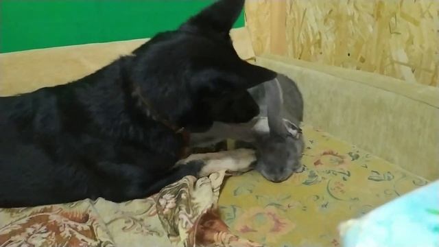 ✅ВЕСЁЛЫЕ игры кролика и собаки смотреть онлайн
