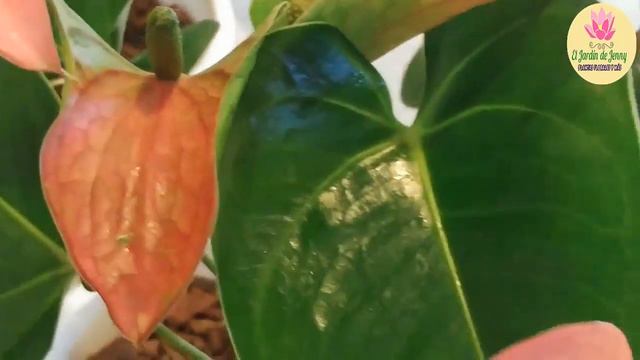 ANTURIOS COMO LIMPIAR SUS HOJAS 😉| Mantenimiento de anturios смотреть онлайн