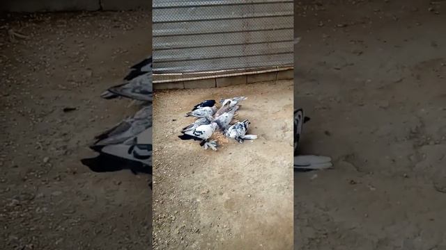 г.Тараз смотреть онлайн