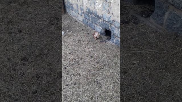 сколько времени надо для адаптации кур в новом курятнике? смотреть онлайн