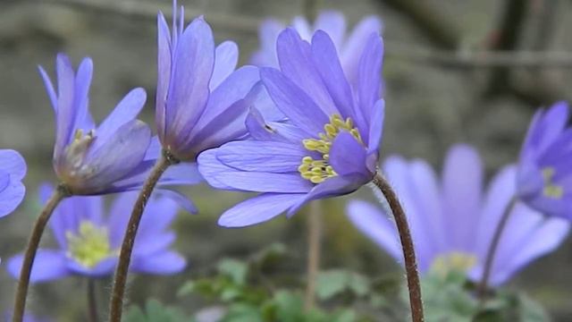 Anemone blanda Blue Shades смотреть онлайн