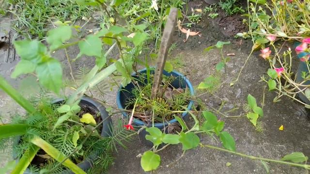 summer gardening, star glory and creeping foxglove смотреть онлайн