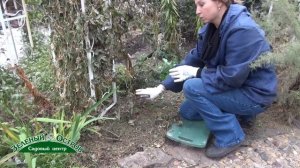 Светлана Александрова, укрытие на зиму третьей группы клематисов