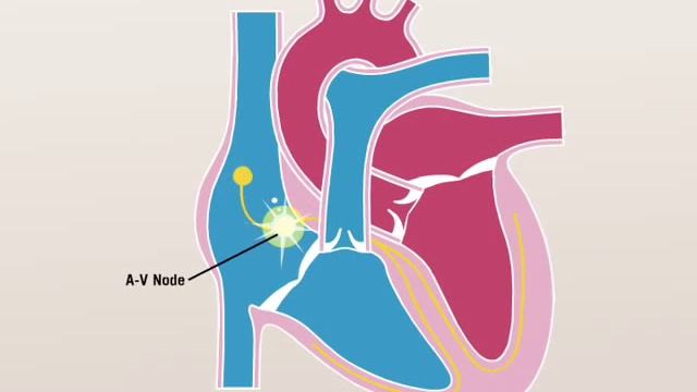 The Electrical Signals of the Heart смотреть онлайн