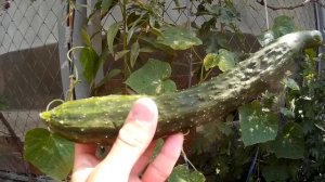 Огурец сорта КИТАЙСКИЙ ЗМЕЙ