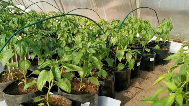 Важная особенность сладких перцев при посадке их в одной теплице с острыми перцами! смотреть онлайн