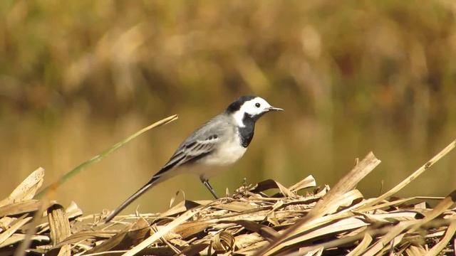Трясогузка белая (Motacilla alba) - часть 1 смотреть онлайн