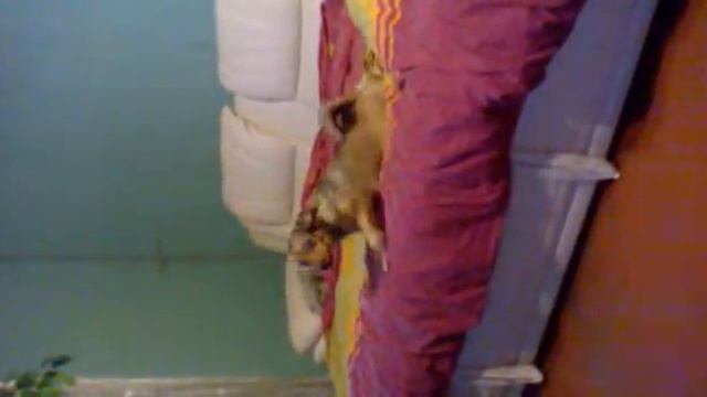 Собачка по имени Ляля смотреть онлайн